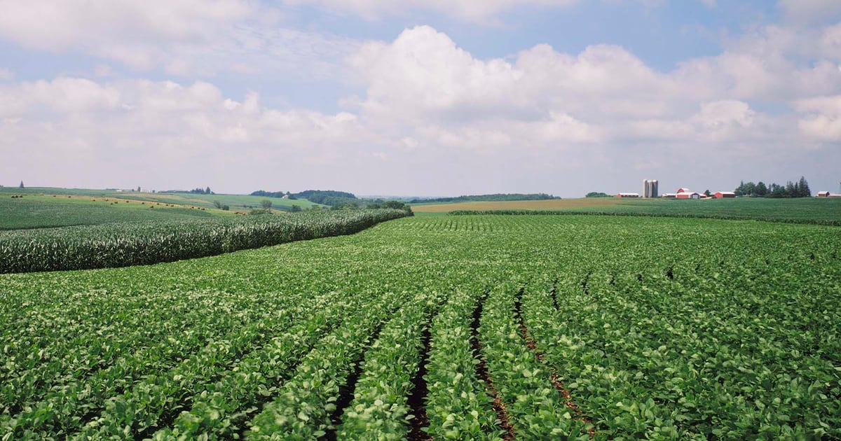 December corn settles at $4.40 as drought, ratings clash