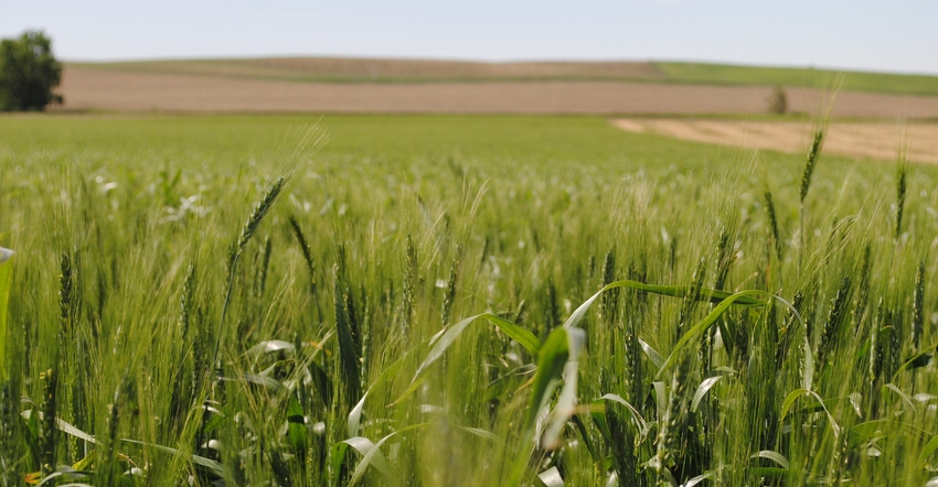 Wheat field Wheat field