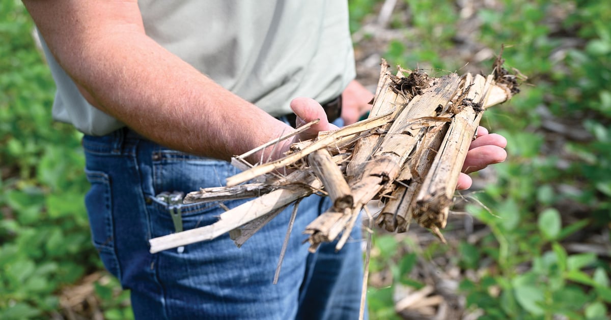 Corn residue could boost or bust soybean yields