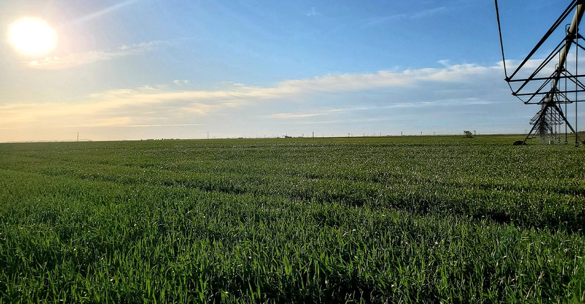 swfp-shelley-huguley-wheat-sprinkler.jpg swfp-shelley-huguley-wheat-sprinkler.jpg