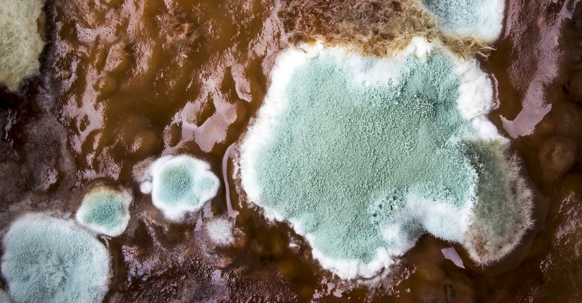 Close up look at mold in feed Close up look at mold in feed