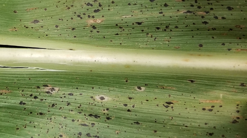 corn leaf showing signs of tar spot