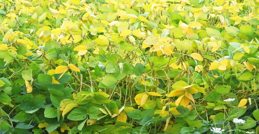 soybeans yellowing_0.jpg soybeans yellowing_0.jpg