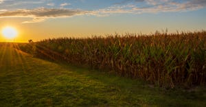 Sunset and cornfield