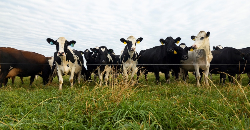 Dairy cows Dairy cows