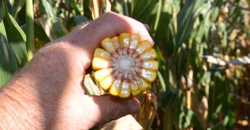 hand holding cut ear of corn to expose inside