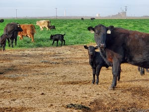 swfp-shelley-huguley-livestock-calves-20-9.JPG