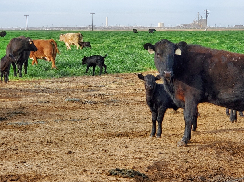 swfp-shelley-huguley-livestock-calves-20-9.JPG swfp-shelley-huguley-livestock-calves-20-9.JPG