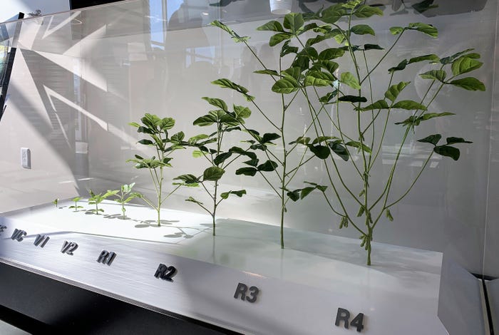 display of soybean growth stages at the Center for Soy Innovation in Missouri