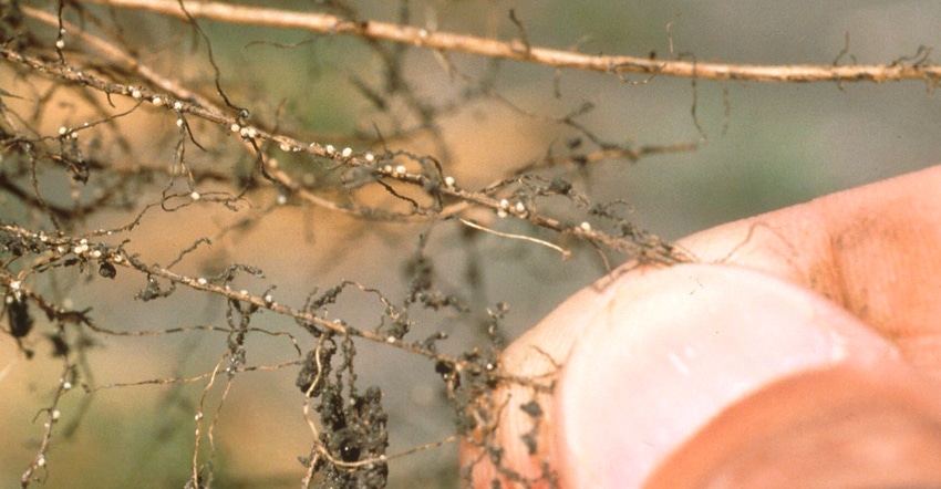 Close up of soybean cyst nematode on soybean plant