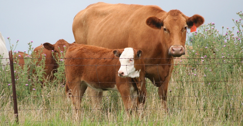 Beef cow and calf in pasture