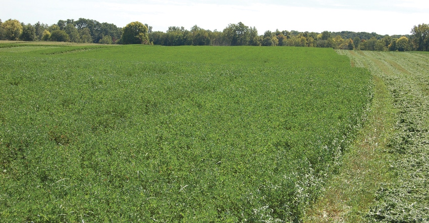 alfalfa field alfalfa field