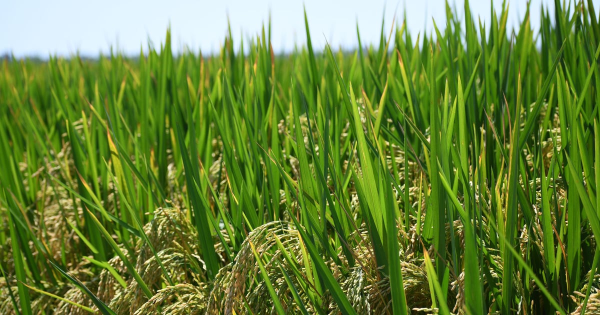 How to successfully grow jasmine rice