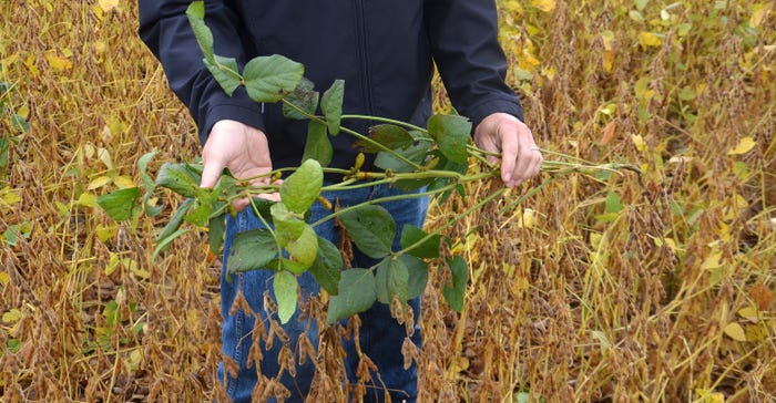 person holds soybean plant likely infected with tobacco ringspot virus