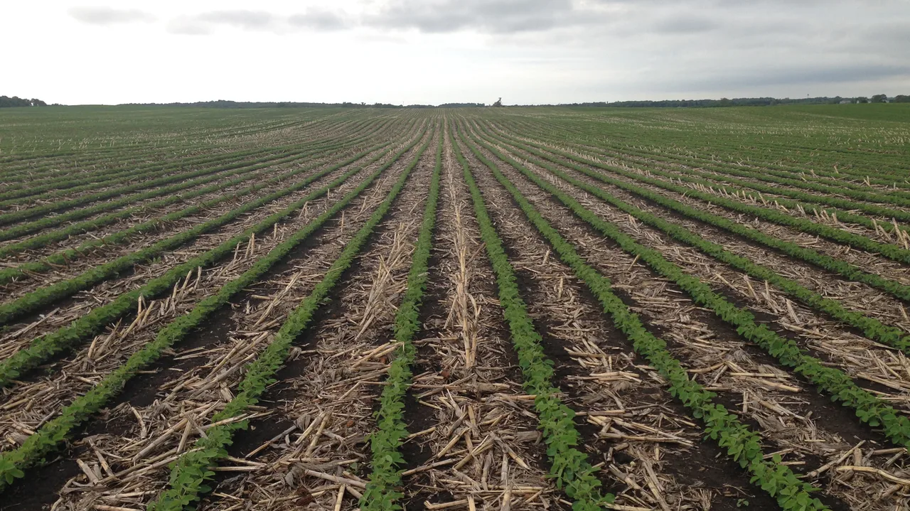 Strip-till field