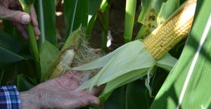 hand holding ear of corn with husk pulled back