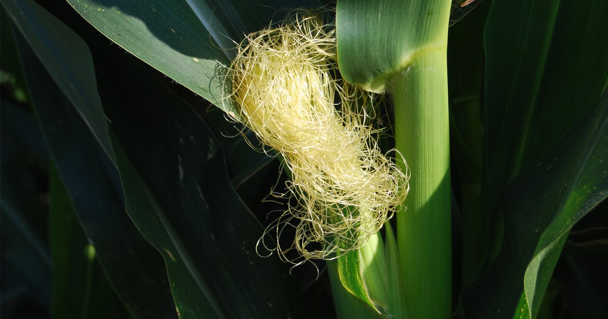 Too hot for corn pollination?