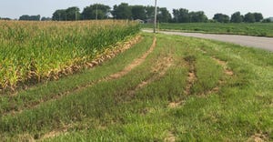 corn growing along rural road