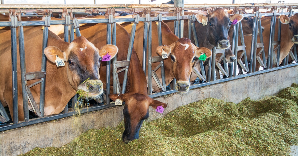 Milk money Dairy in Tulare boosts crop values