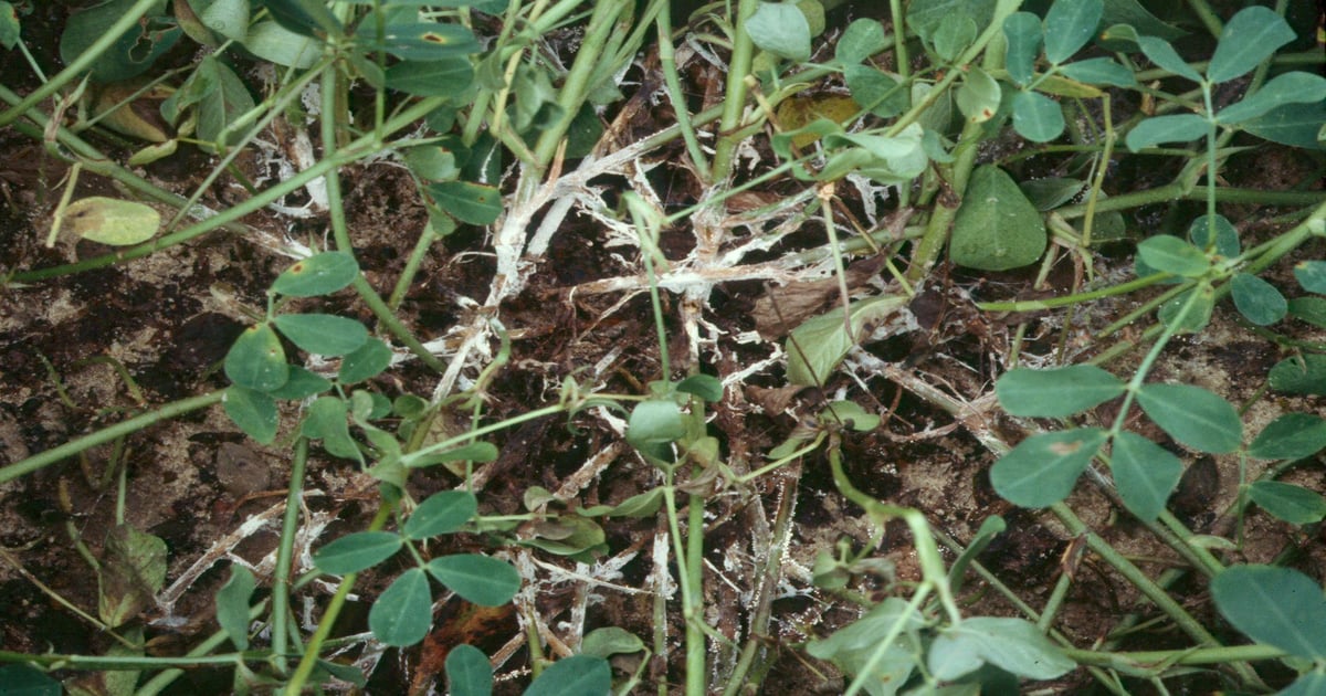 White mold still No. 1 disease problem in Southeast peanuts