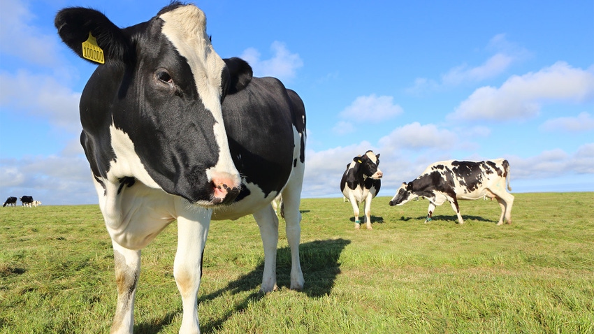 Holstein cows grazing in pasture