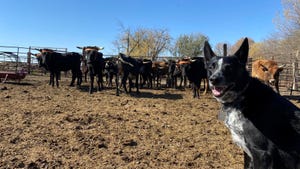 farm dog in front of cattle herd