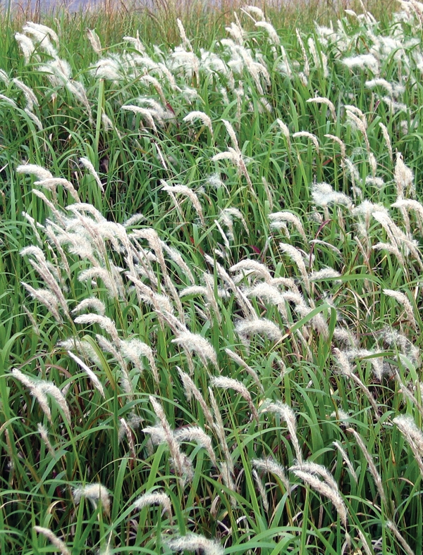 Cogongrass weed from hell spreading Farm Progress