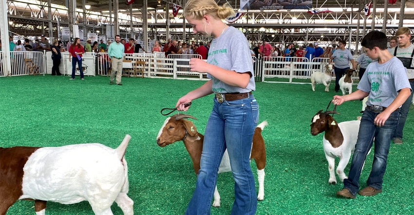 Iowa 4-H youth showcase their meat goats during the Iowa State Fair