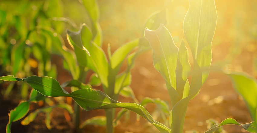 young corn in sunset