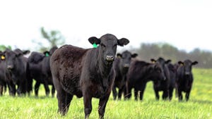 black beef cow