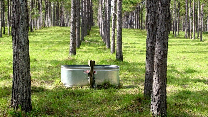 Trees planted in rows with water tank in rows