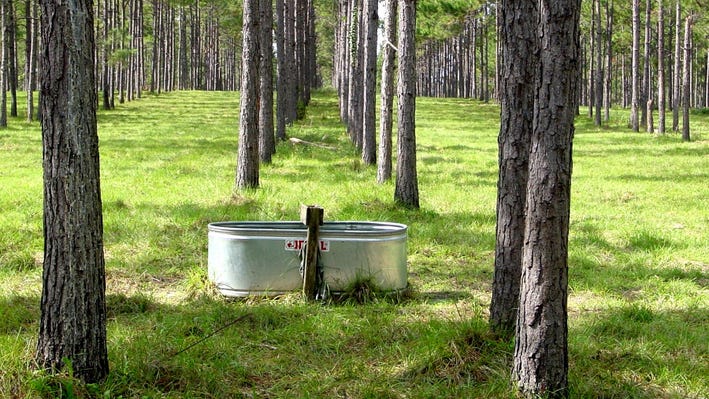 Trees planted in rows with water tank in rows Trees planted in rows with water tank in rows