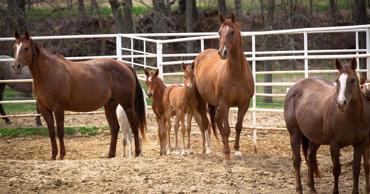 pay-attention-to-pregnant-mare-nutrition