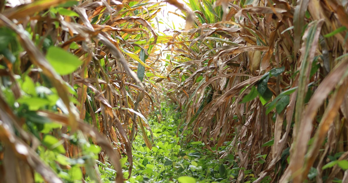 Extra Length Corn Rows Interseeding cover crops in extra-wide corn rows | Farm Progress
