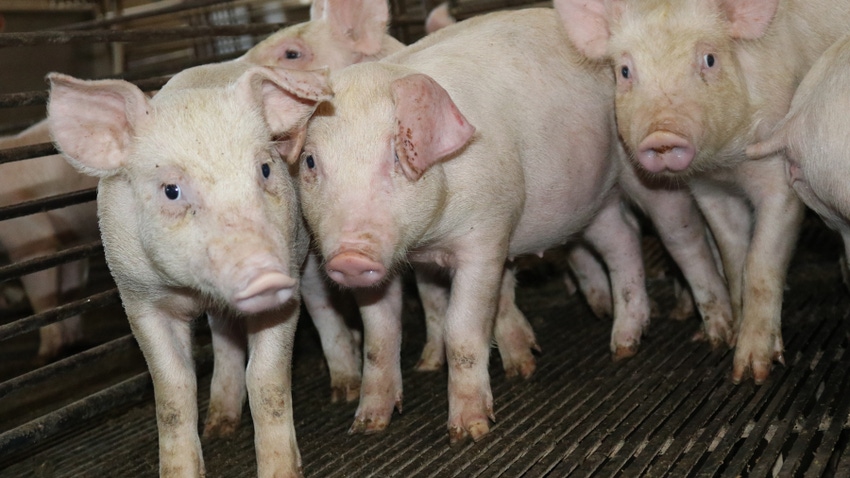 piglets standing in feeding pen