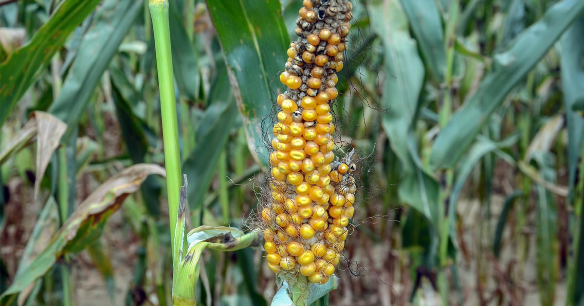 The corn plant that tried to make as many kernels as possible