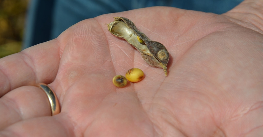hands holding soybean infected with fungicide