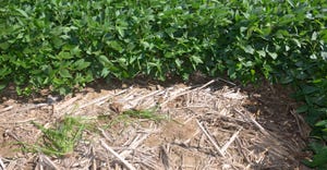 soybean field with bare spot