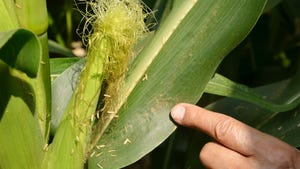 finger pointing to pollen on corn leaf and ear of corn