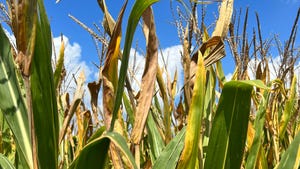 Corn plants that are browning show signs of top dieback
