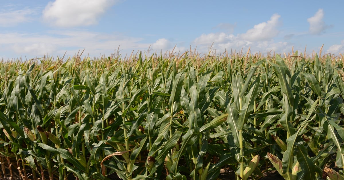 Don't cut corn nitrogen to save costs. Use it better