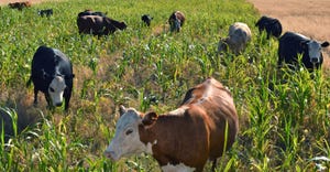 extension-paul-delaune-cover-livestock.jpg
