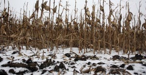 A layer of snow rests in an unharvested corn field