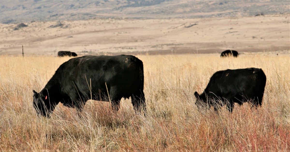 Utah's beef industry has room to grow, research suggests