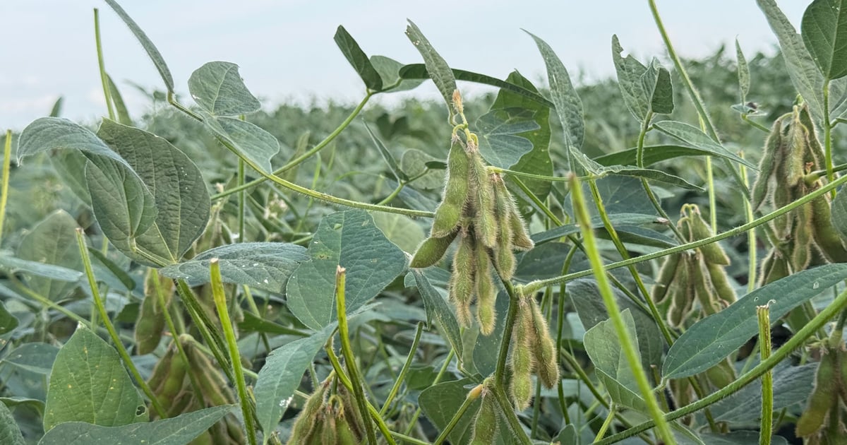 Arkansas farmer’s improved soil health has slashed input costs