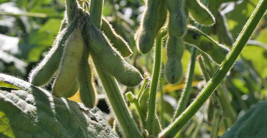 closeup of green soybean pods