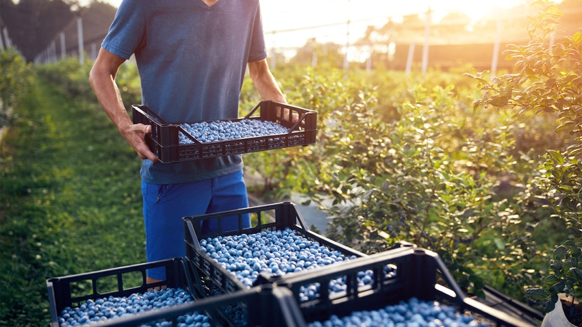 A man working and picking blueberries on a farm