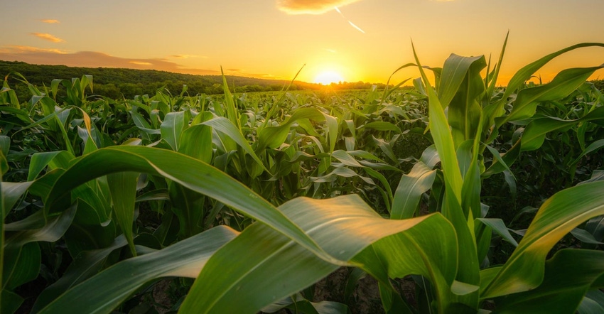 3-18-21 increase-corn-yield-1166946350.jpg
