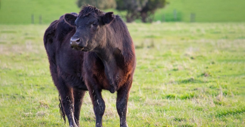 A black angus bull in a pasture