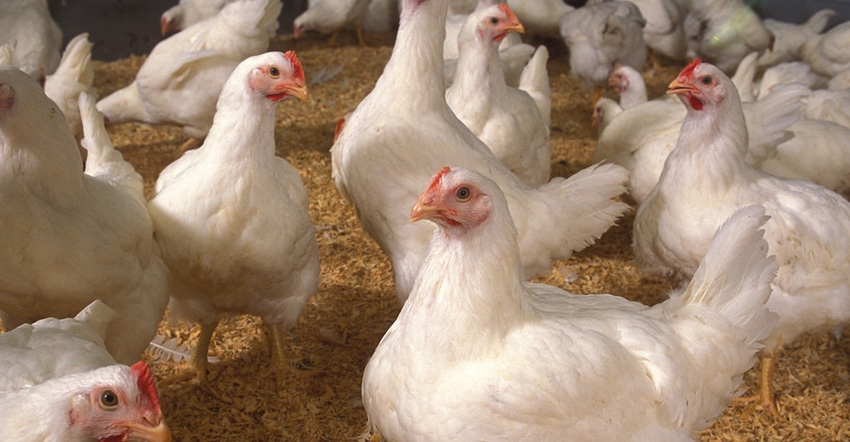 chickens chickens
